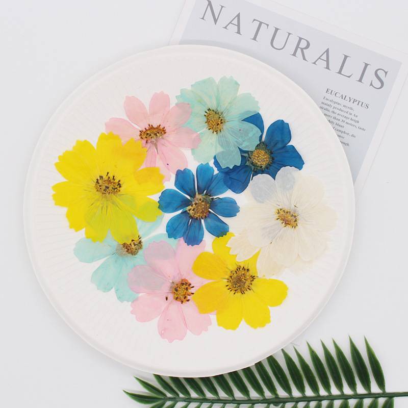 Dried Flower Bookmark - 36Pcs Large Cosmos Flower Dried Flower