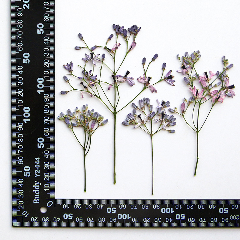 120pcs Pressed Dried Melia aze - đánh giá và giá Dried Flower Bookmark