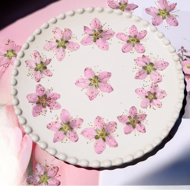 3-4cm./6pcs,Pink Peach Blossom - đánh giá và giá Dried Flower Bookmark