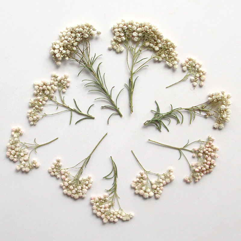 12pcs,Nature Millet flower bra - đánh giá và giá Dried Flower Bookmark