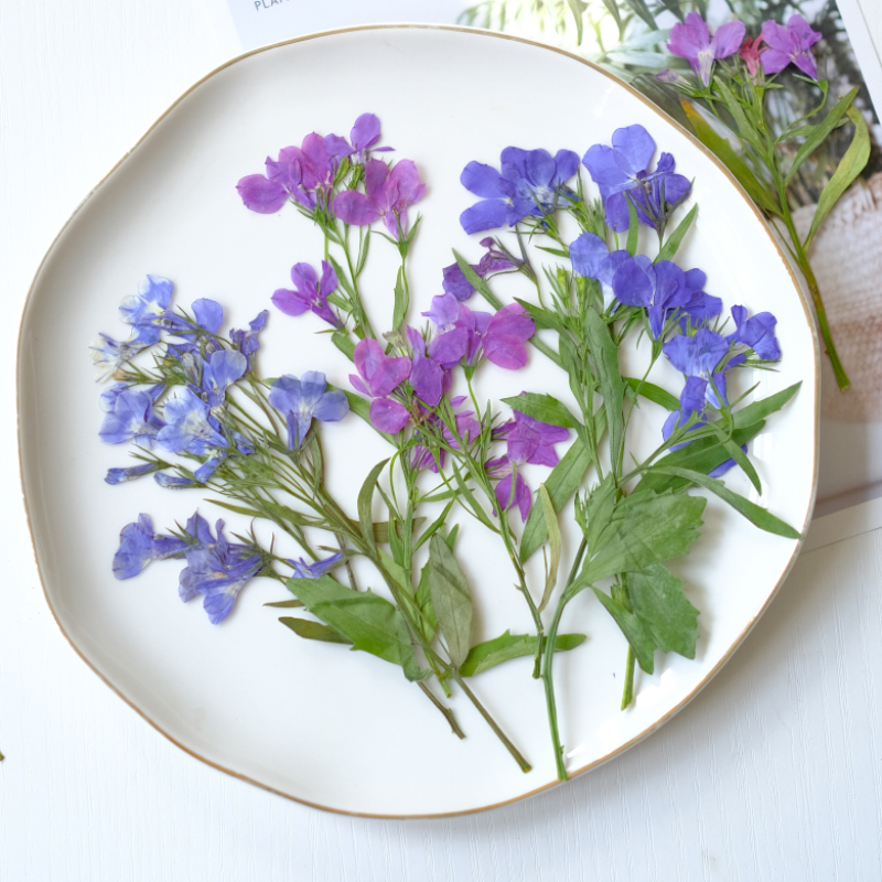 6pcs/8-13cm,nature Lobelia Eri - đánh giá và giá Dried Flower Bookmark