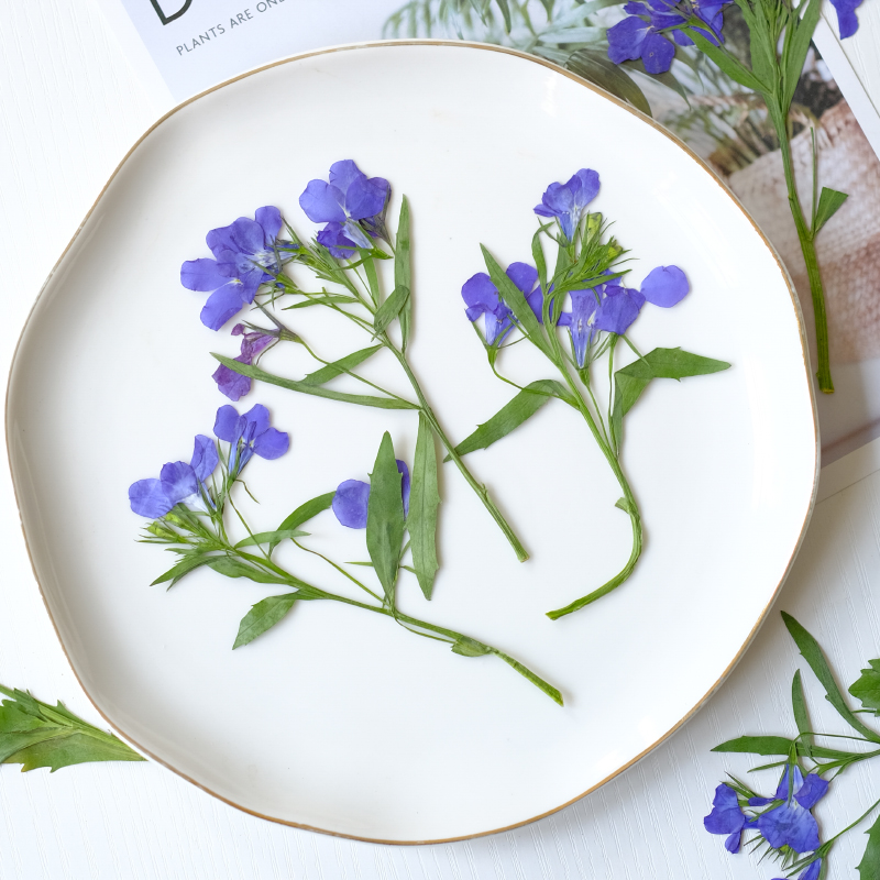6pcs/8-13cm,nature Lobelia Eri - đánh giá và giá Dried Flower Bookmark