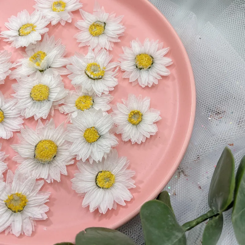 24pcs/2-4CM,Natural Pressed Fl - đánh giá và giá Dried Flower Bookmark