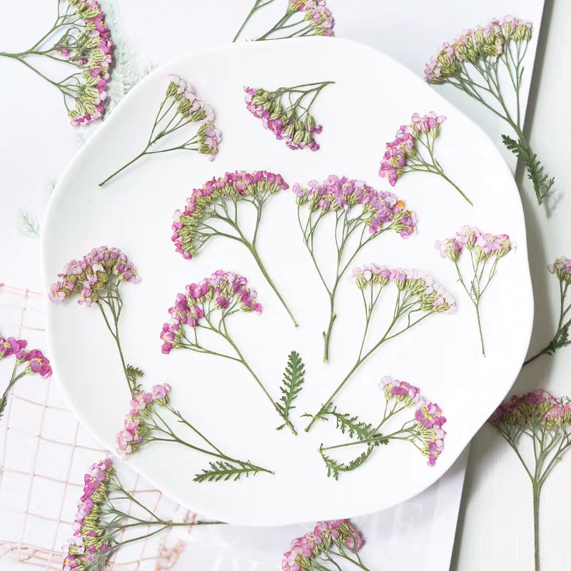 60pcs Pressed Dried Yarrow Ach - đánh giá và giá Dried Flower Bookmark