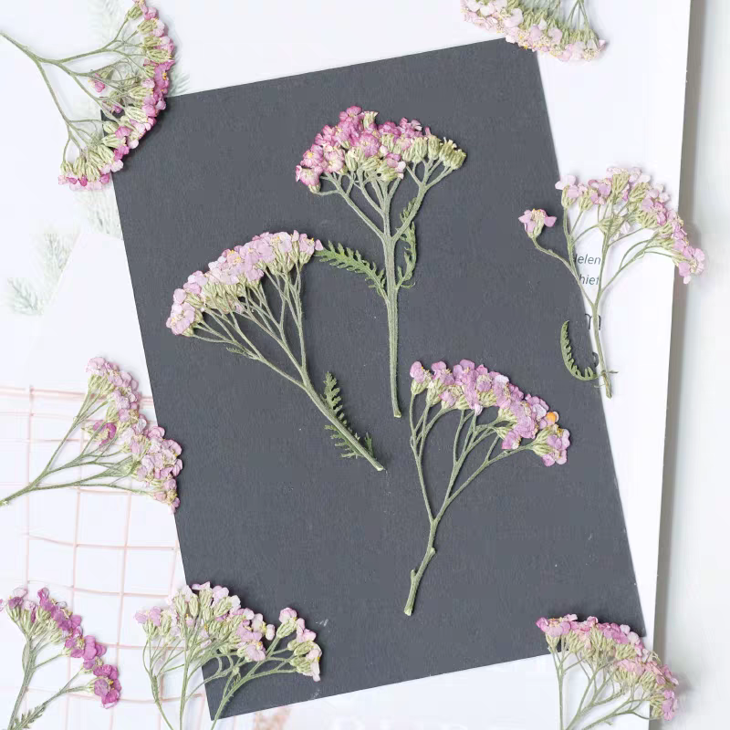 60pcs Pressed Dried Yarrow Ach - đánh giá và giá Dried Flower Bookmark