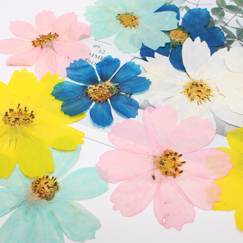 36Pcs Large Cosmos Flower Drie - đánh giá và giá Dried Flower Bookmark