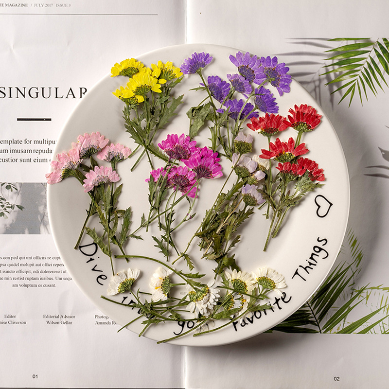 5-8cm/24pcs,Side pressed cryst - đánh giá và giá Dried Flower Bookmark
