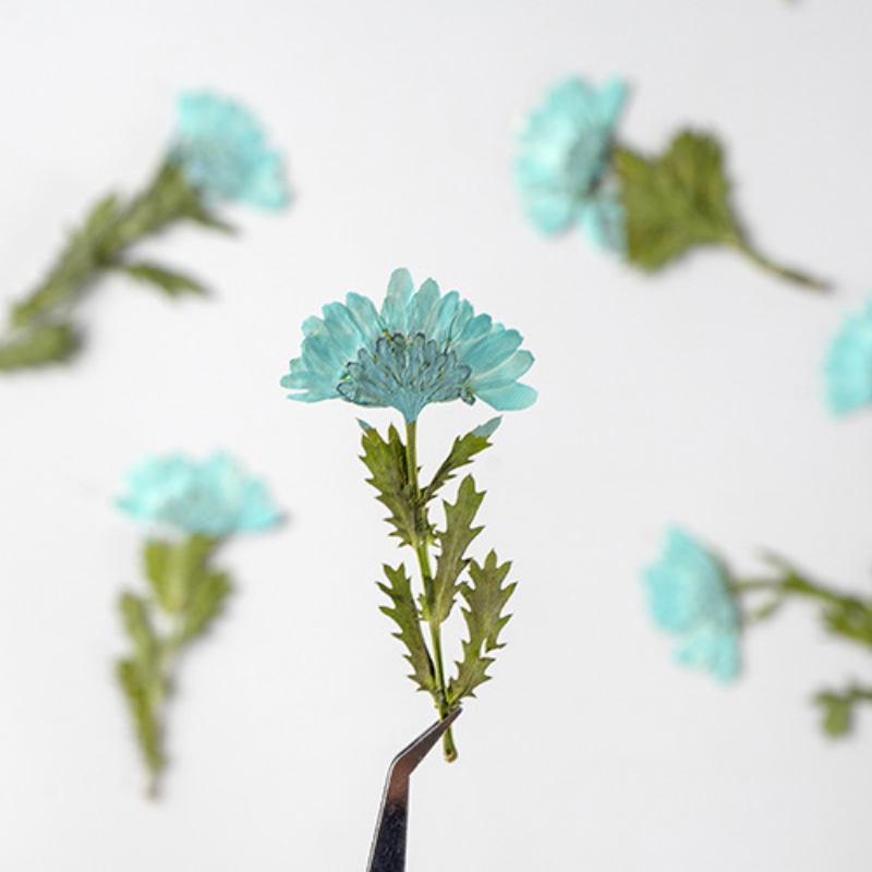 5-8cm/24pcs,Side pressed cryst - đánh giá và giá Dried Flower Bookmark